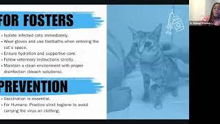 Caring for Cats: A Shelter Vet’s Guide to Common Infectious Diseases in Cats - MMFC