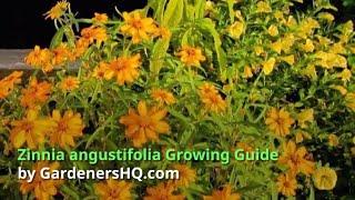 Zinnia angustifolia Growing Guide