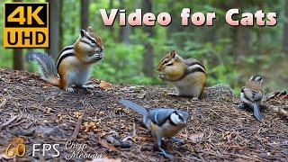 Wading Through the Marshland: Peaceful Play with Squirrels, Chipmunks, Birds for Cats to Watch  4K