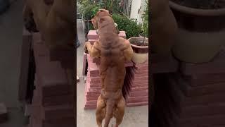 muscular pitbull dog breed dangerous video #preetyadavharsud #shorts 