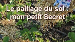 LE PAILLAGE au potager et jardin d'Alexandra. Quand et comment Pailler. Meilleur Paillis. Mon Secret