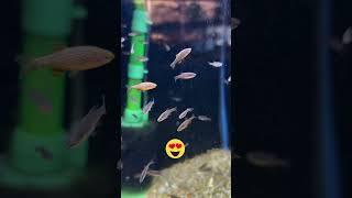 Celestial Pearl Danios! Guppies and MORE available in-store today! #aquarium #fish #aquariumfish