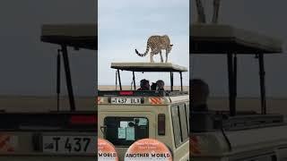 OMG, Amazing, Cheetah jump on Tourists Jeep in the Serengeti, Tanzania