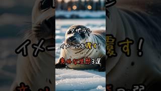 アザラシ、イメージを覆す！意外な生態３選 #動物 #雑学 #3選シリーズ #おもしろ #animals #豆知識