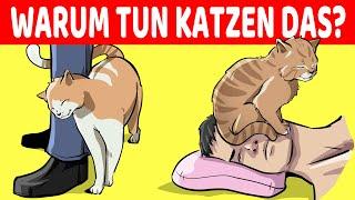 15 Seltsame Verhaltensweisen Von Katzen Endlich Erklärt!