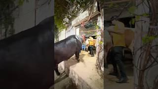 Biggest bull in Pakistan   #music #bulllovers #katta #cow #animallover #bakraeidlover #foryou