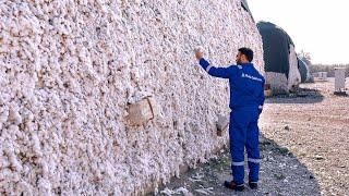 How Is Cotton Produced And Harvested In Huge Quantities? We Visited Such A Factory