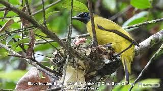 Black-headed Bulbul (Adult & Chick) @ Chiu Sein Chiong 5034