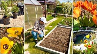Меняется на глазах / Посадила огурцы / Посеяла астру / Пересадила пальмы / Спасла клематис
