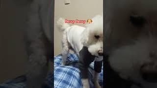 카메라에 콧물 묻히고 가는 강아지 ️