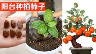 如何用种子种植柿子｜｜How to plant persimmon trees