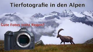 König der Alpen - Steinböcke im Gran Paradiso Nationalpark fotografieren