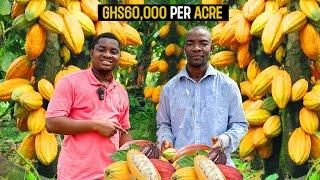 How To Start a Successful Cocoa Farm as a BEGINNER in Ghana in 2024 - DETAILED  #cocoa #cocoabombs