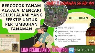 INFARM - Manfaat Pupuk Organik Cair dan Guano untuk Pemupukan Tanaman Buah   ️️