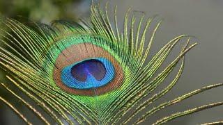 The Spiritual Benefits of Peacock Feathers  |  Peacock Feathers  for  Positive Energy