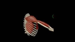 Shoulder flexion