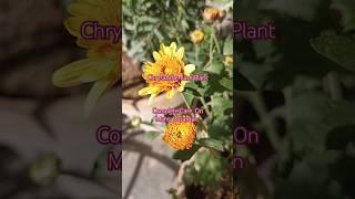 Chrysanthemum Plant December Care Growing Gul e Daudi Plant From #Cuttings #Chrysanthemum #Flowers