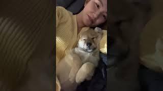 꿈나라감자 찌글감자 #강아지 #애견영상 #강아지유튜브