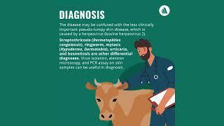 A Quick Guide to Lumpy Skin Disease in Cattle