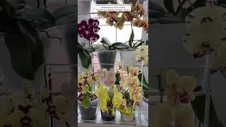 Buy Rare Orchid Plants Online ️ #flowers #orchid #orchidcare #gardening #plants #ytshorts #gift