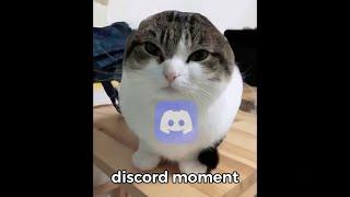 Oh the misery (wawa cat), but in discord (FULL VERSION SYNCED)