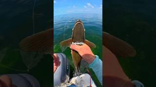 I Fished for LIVE Bait 