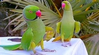 Funny Parrot Videos Compilation | Parrot Talking