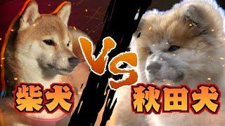 【柴犬vs秋田犬】性格・飼いやすさ・体格まで完全ガイド！