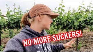 FINALLY Suckering the Vineyard!!