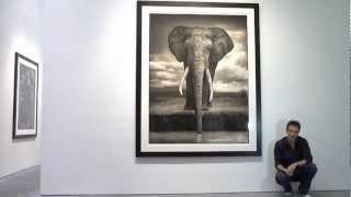 Nick Brandt Photography Exhibition at Hasted Kraeutler Gallery in New York City