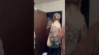 When a red-tailed hawk sees himself in the mirror for the first time.  #wildlife