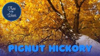 Tree of the Week: Pignut Hickory