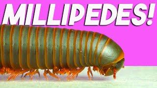 Millipede hunting w/ Dr. Derek Hennen, millipede expert!