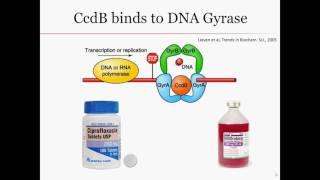 CcdA/CcdB Toxin-Antitoxin System