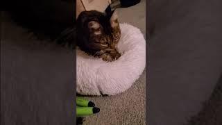 Purrfect Comfort: My Cat P2's Cozy Bed Kneading Session