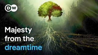 Australia's king eucalyptus | DW Documentary