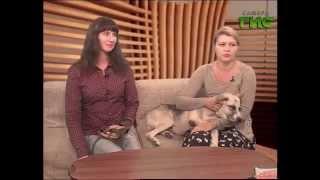 Приют "Хати" на канале Самара ГИС