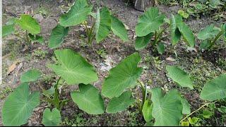 Taro plant new life in my small backyard