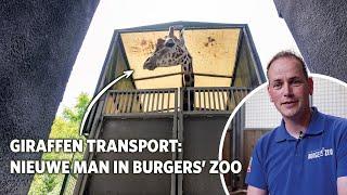 Nieuwe giraffenman uit GaiaZoo komt aan in Burgers' Zoo 