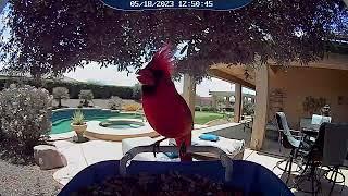 Cardinal visitor!