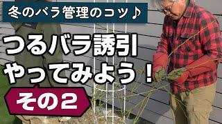 【バラの育て方】冬のバラ管理のコツつるバラ誘引やってみよう！その2（2025年1月3日）