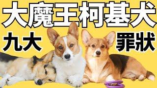 我身邊養柯基的人都曾後悔過｜【柯基9大缺點】2023  CC 中文  Why You Shouldn't Get A Pembroke Welsh Corgi  CC English