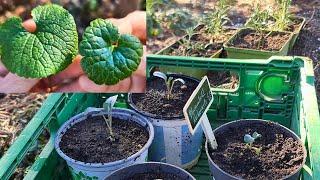 Selbstversorgung im Februar-Garten: Wilde Heilkräuter, Salate & Jungpflanzen