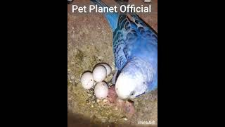 Budgerigar Birds. | Male feeding to the Chick.