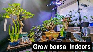How to keep bonsai trees alive indoors! my set up.