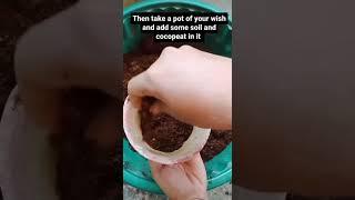 How to use Cocopeat| Useful Cocopeat tips| #coir #garden #ytshorts #cocopeat #greeneem