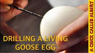 Drilling A Goose Egg to Save the Chick Inside