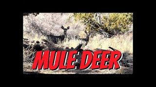 Exploring Mule Deer in the Ponderosa Pine Forest near Flagstaff, Arizona