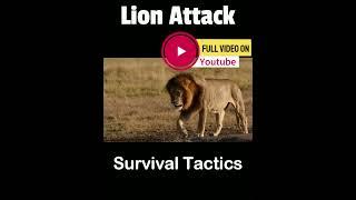 Survive Lion Attack #lion #lionencounter #lionlover #lions #lionattack #survive #survivethekiller