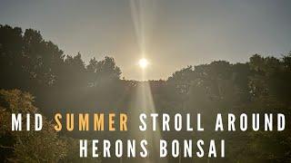 Mid Summer Stroll at Herons Bonsai
